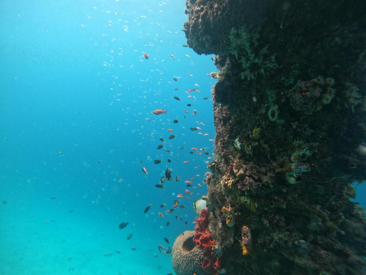 Meos Ambower Raja Ampat * Fam