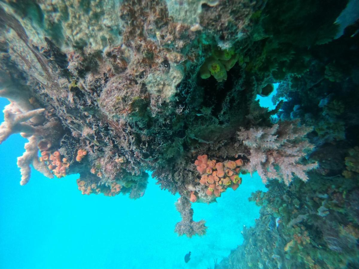 Meos Ambower Raja Ampat Fam